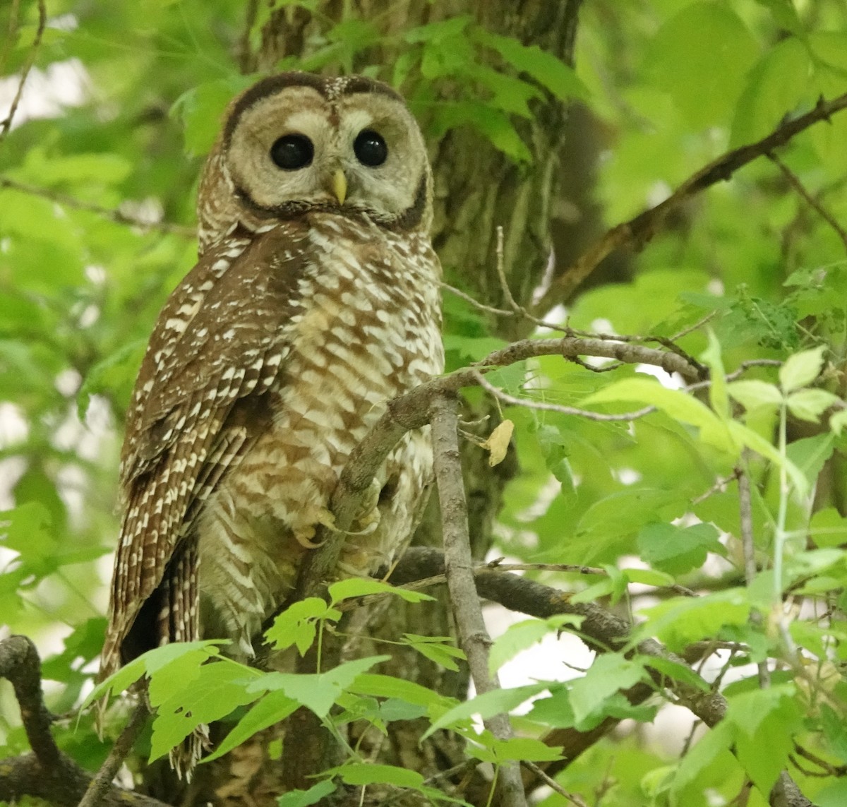 Spotted Owl (Mexican) - ML637487187