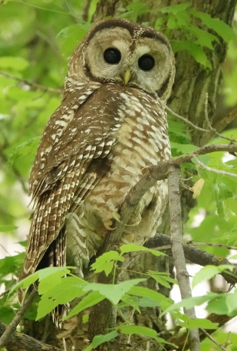 Spotted Owl (Mexican) - ML637487202