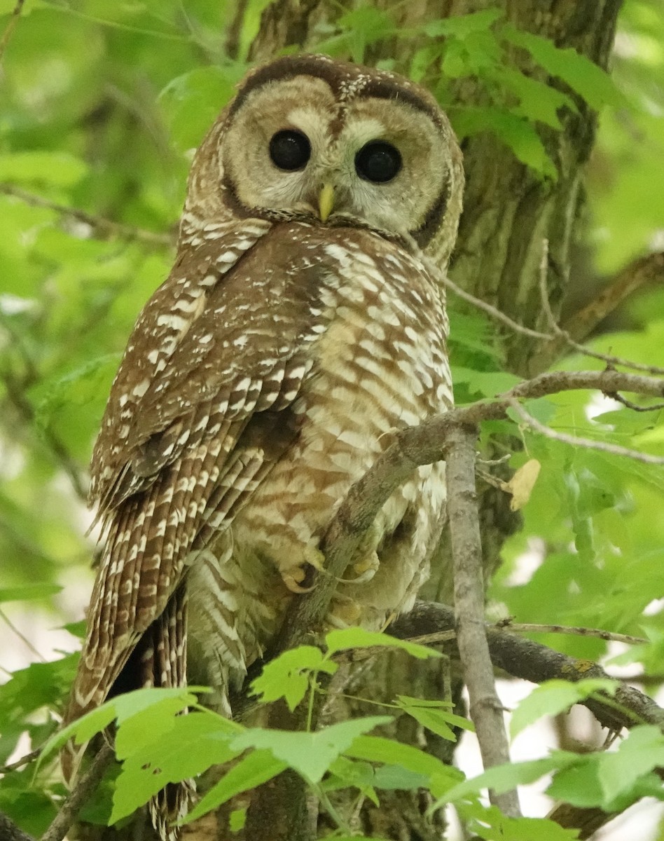 Spotted Owl (Mexican) - ML637487203