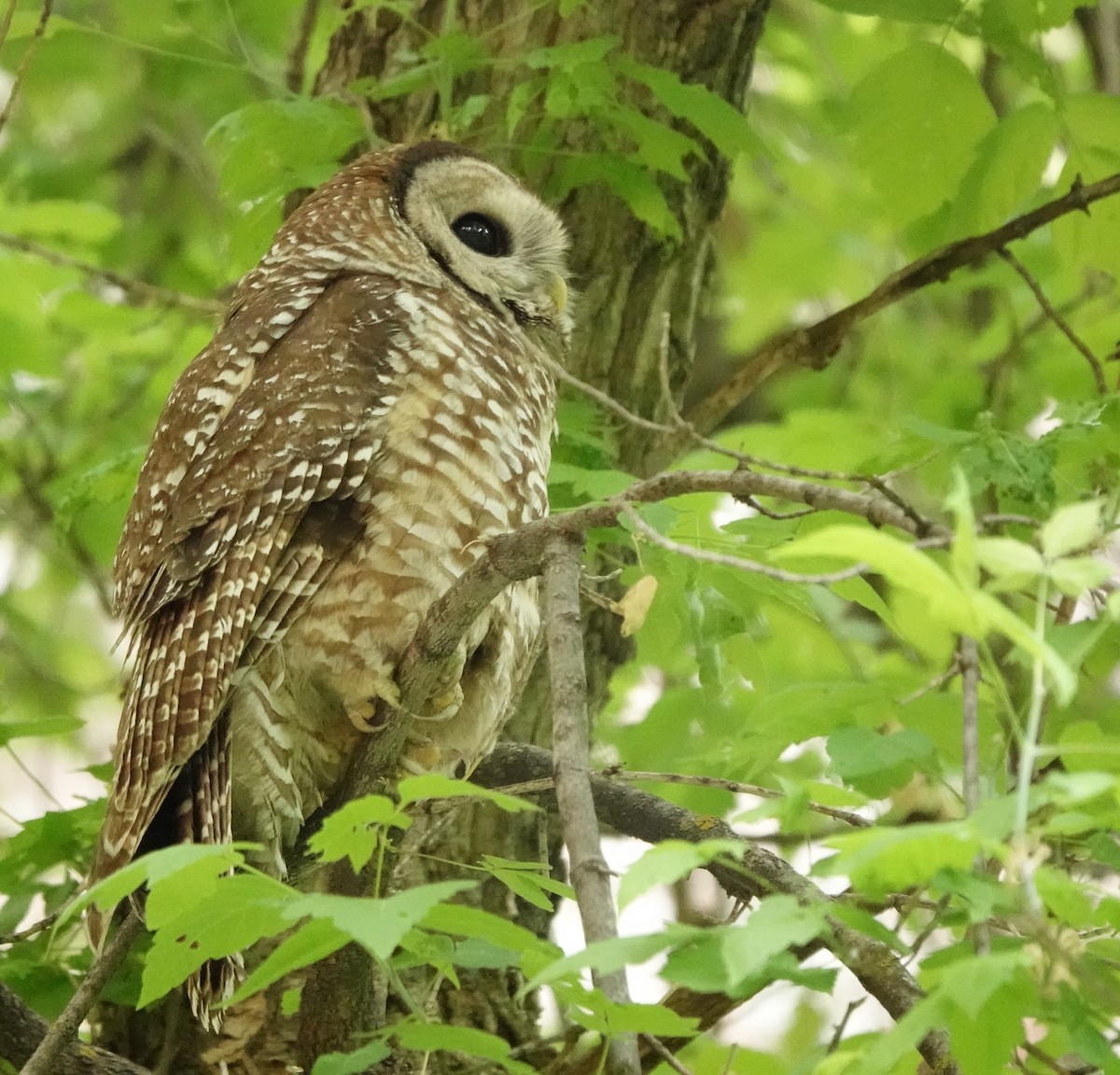 Spotted Owl (Mexican) - ML637487204