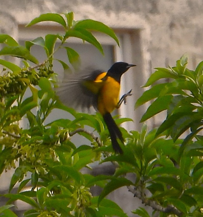 Black-vented Oriole - ML637487226