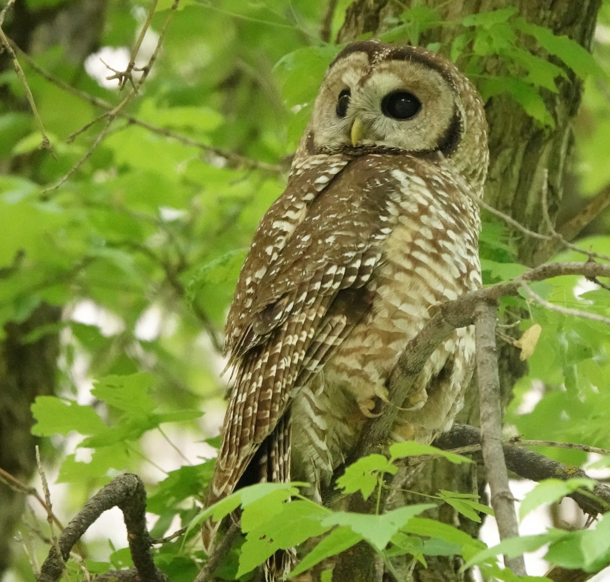 Spotted Owl (Mexican) - ML637487228