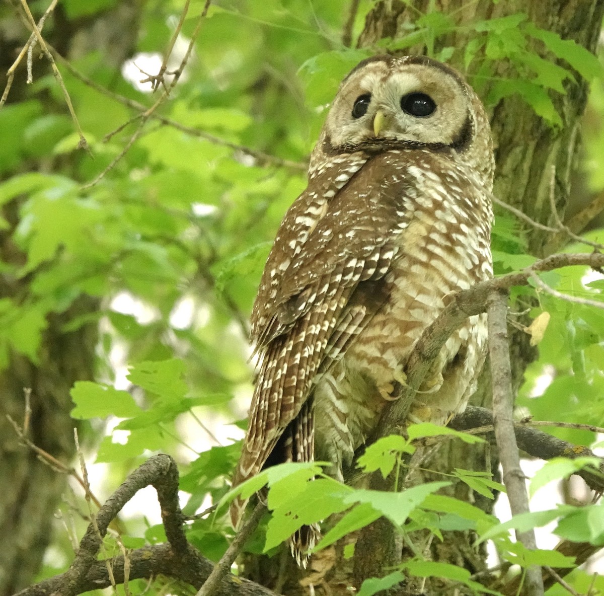 Spotted Owl (Mexican) - ML637487229