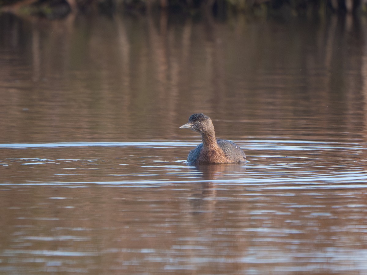 New Zealand Grebe - ML637487271