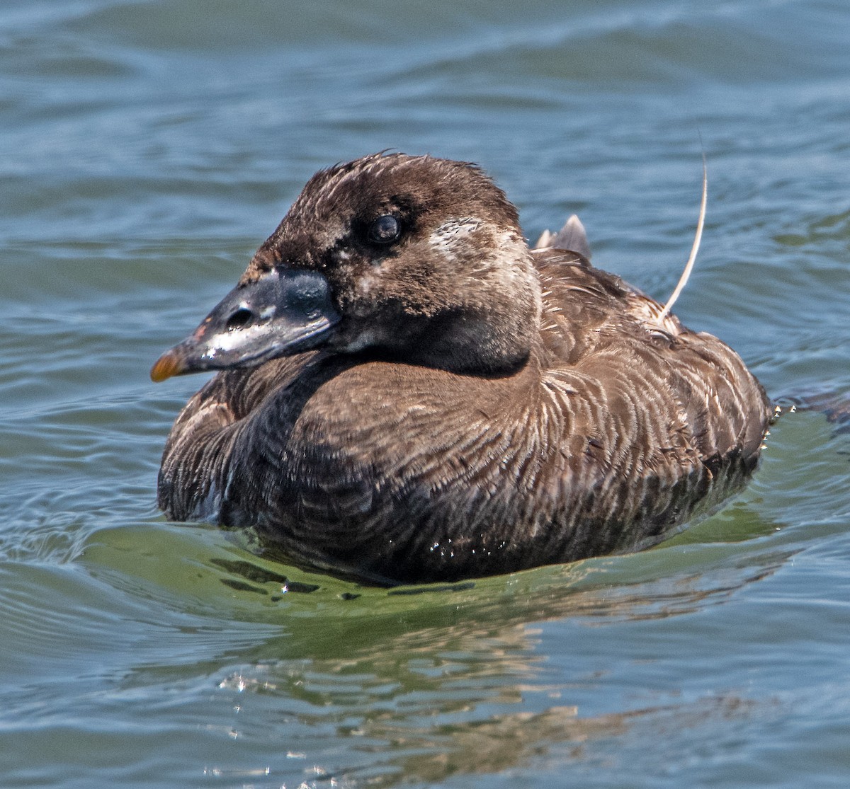 Surf Scoter - ML637487330