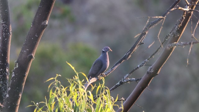 Band-tailed Pigeon - ML637487403