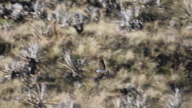 Variable Hawk - ML637487418