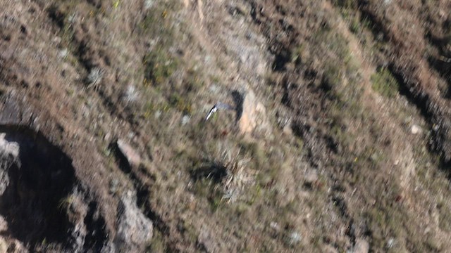 Variable Hawk - ML637487420