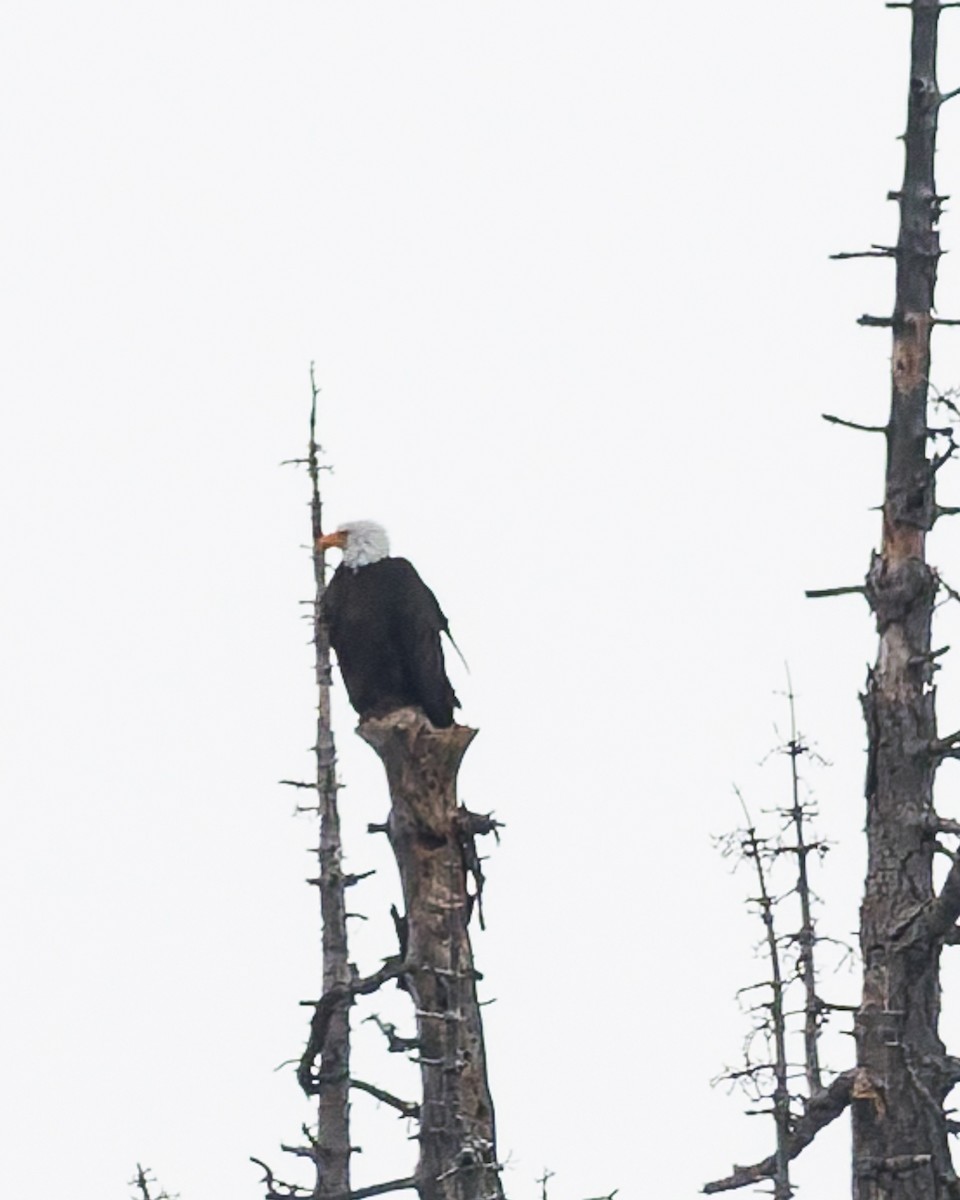 Bald Eagle - ML637487421