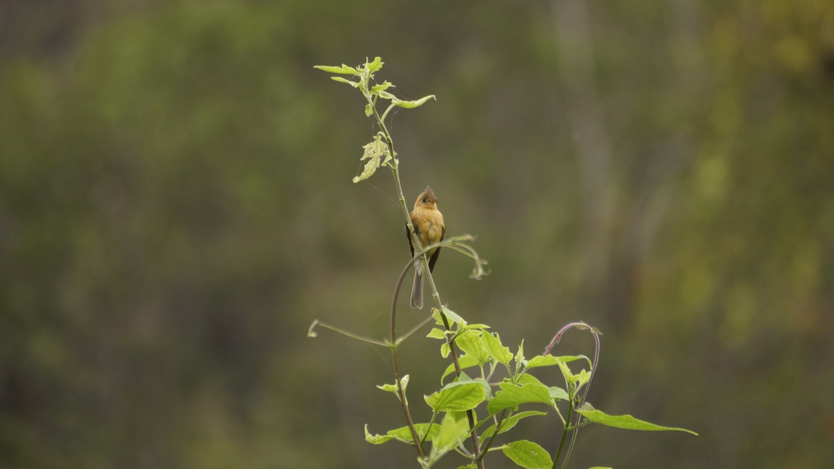 Tufted Flycatcher - ML637487435