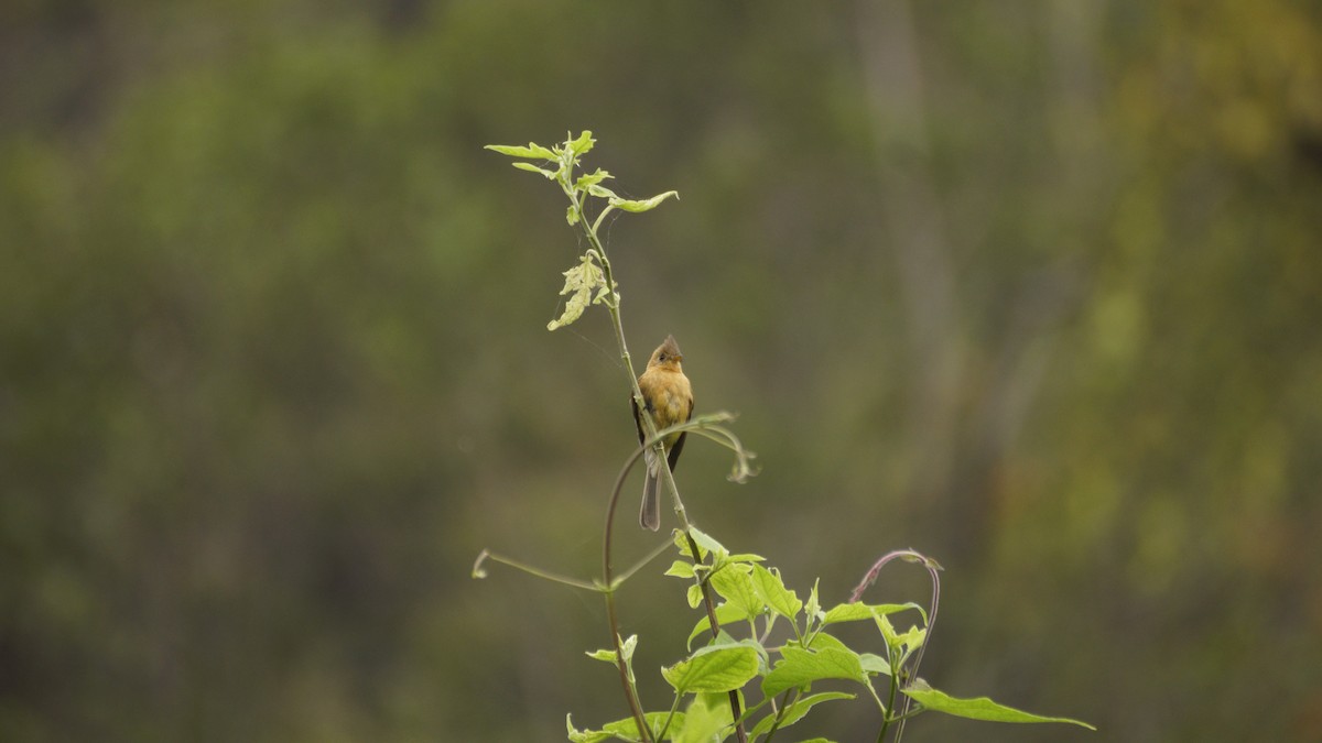Tufted Flycatcher - ML637487436