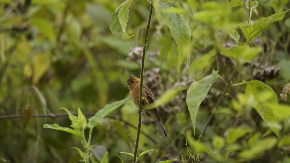 Tufted Flycatcher - ML637487437