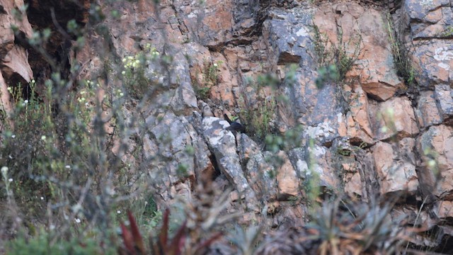 Brown-bellied Swallow - ML637487442