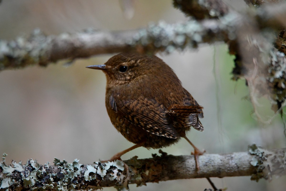 Pacific Wren - ML637487447