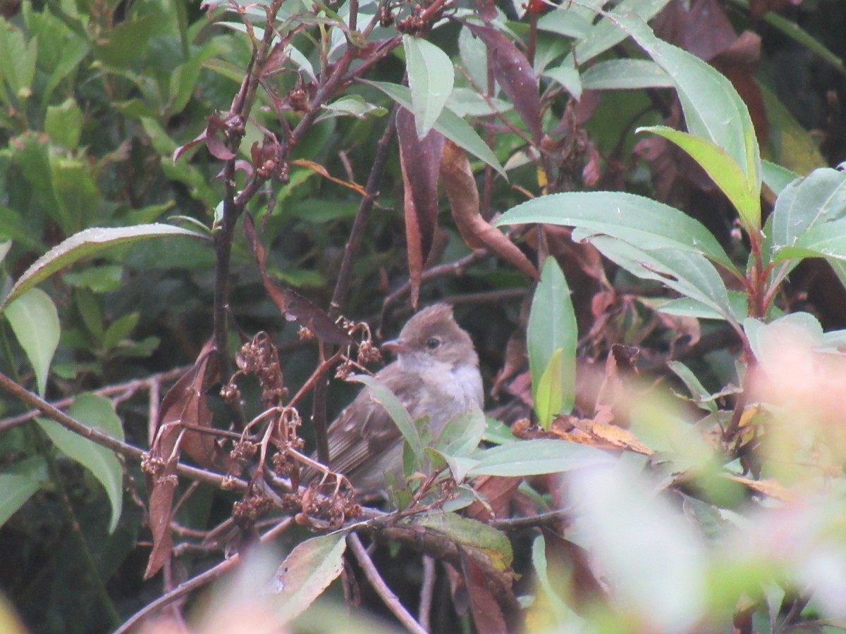 White-crested Elaenia - ML637487449
