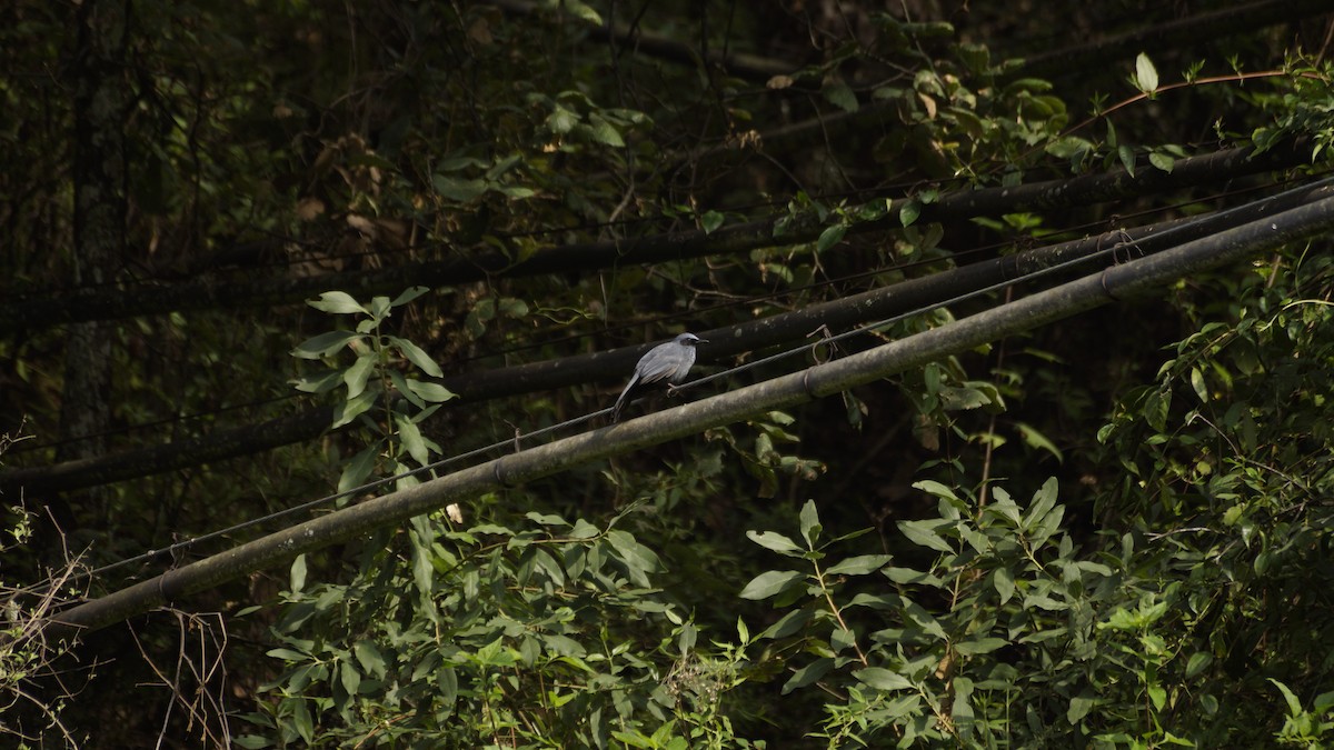 Blue Mockingbird - ML637487457