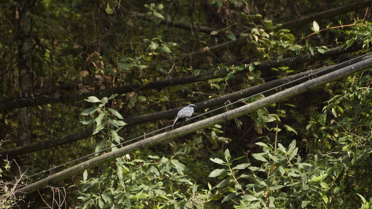 Blue Mockingbird - ML637487458