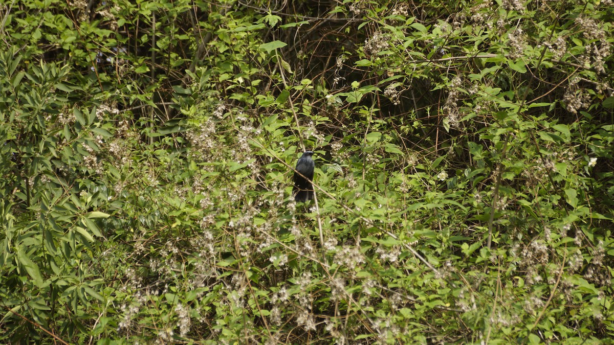 Blue Mockingbird - ML637487459