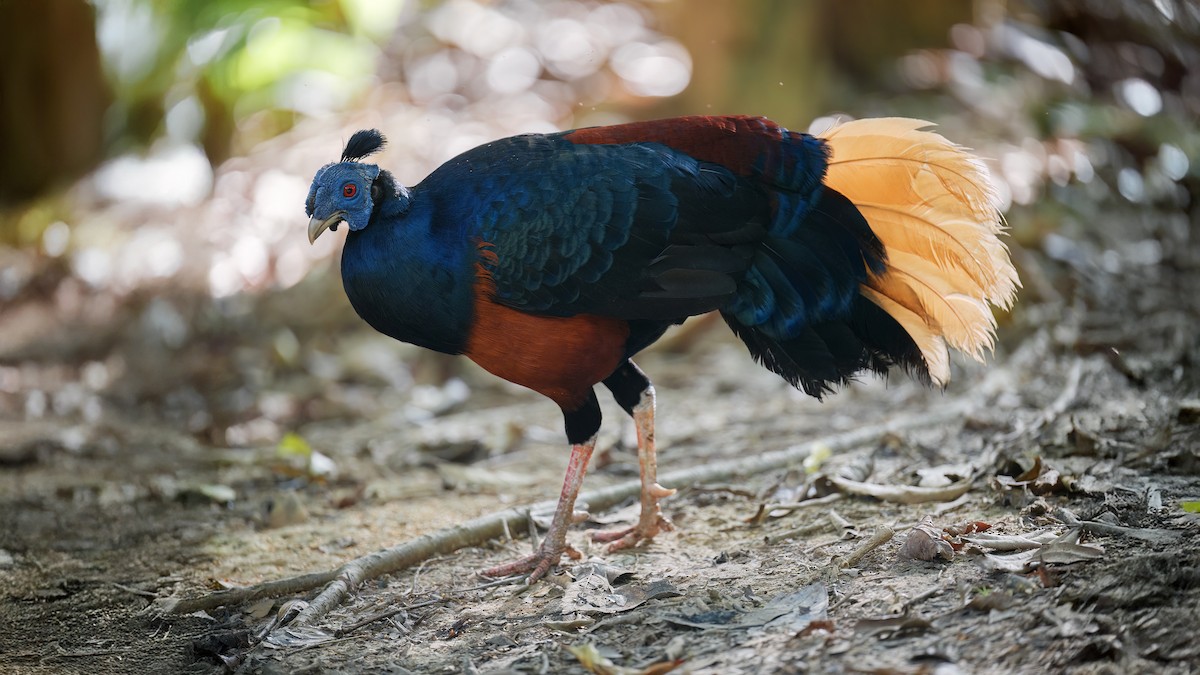 Bornean Crested Fireback - ML637487461