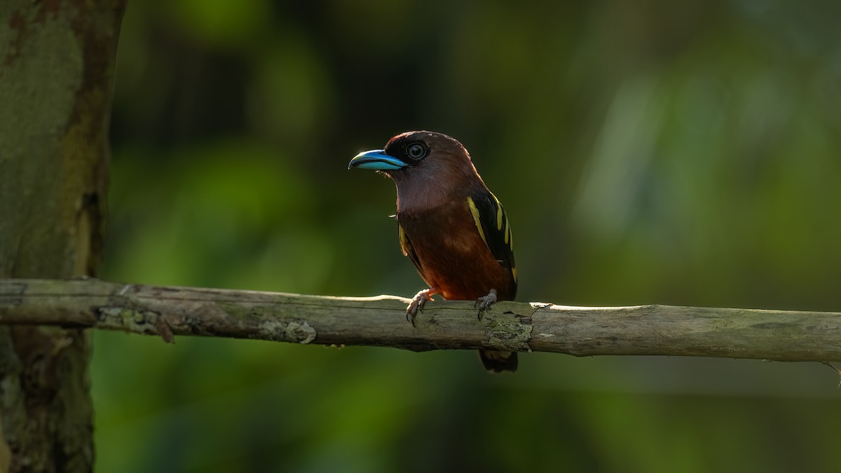 Banded Broadbill - ML637487465