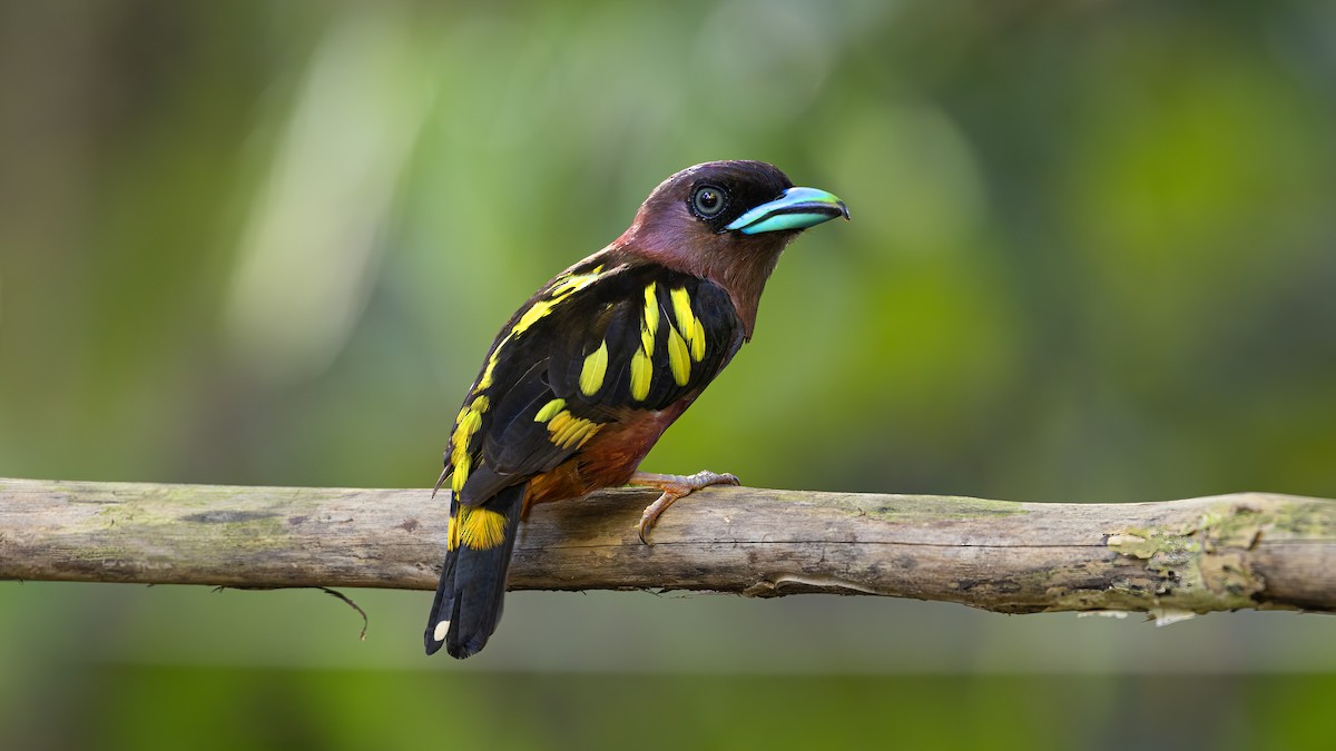 Banded Broadbill - ML637487466