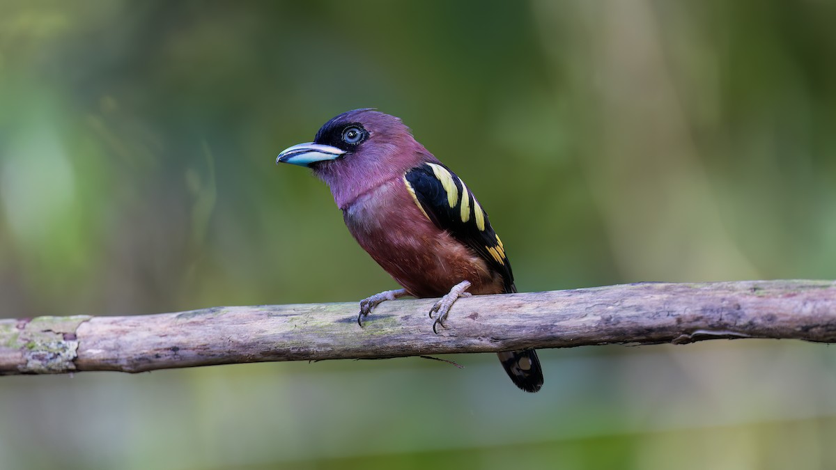 Banded Broadbill - ML637487467