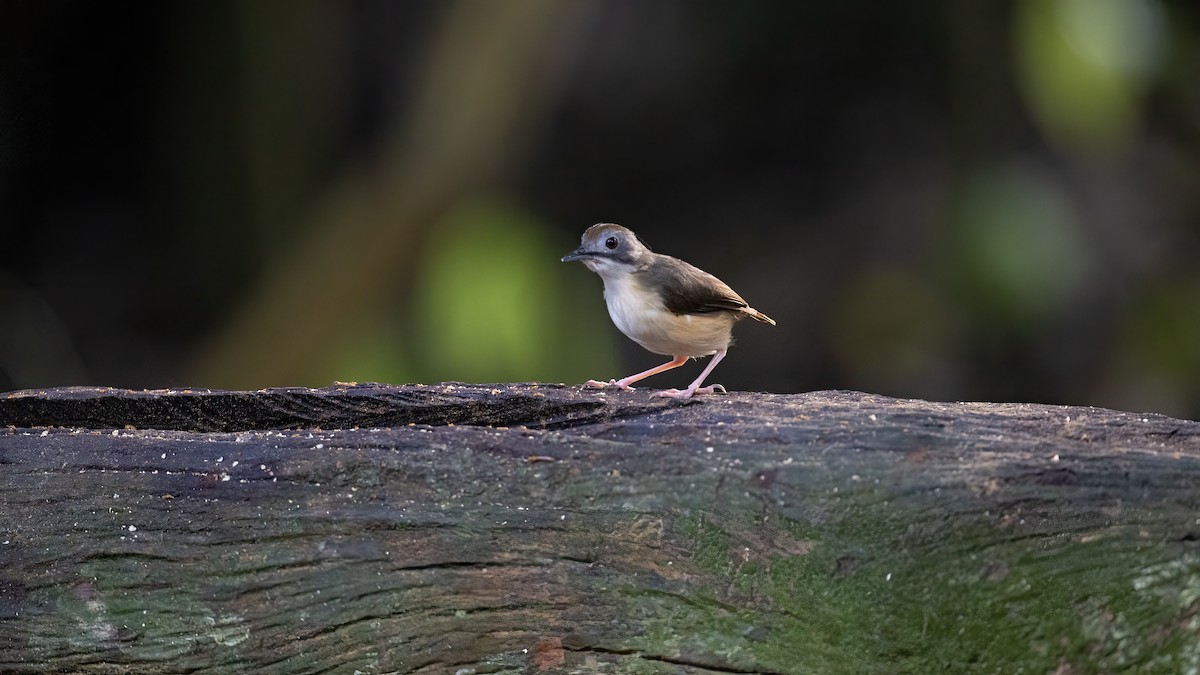 Short-tailed Babbler - ML637487471