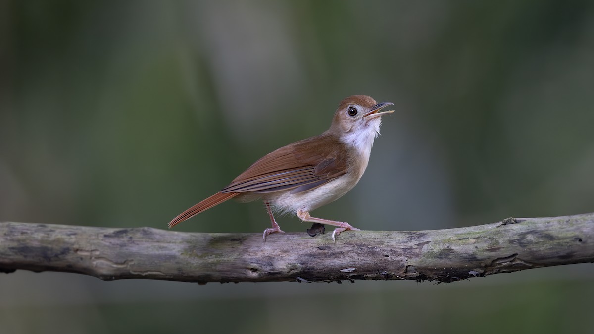 Ferruginous Babbler - ML637487473