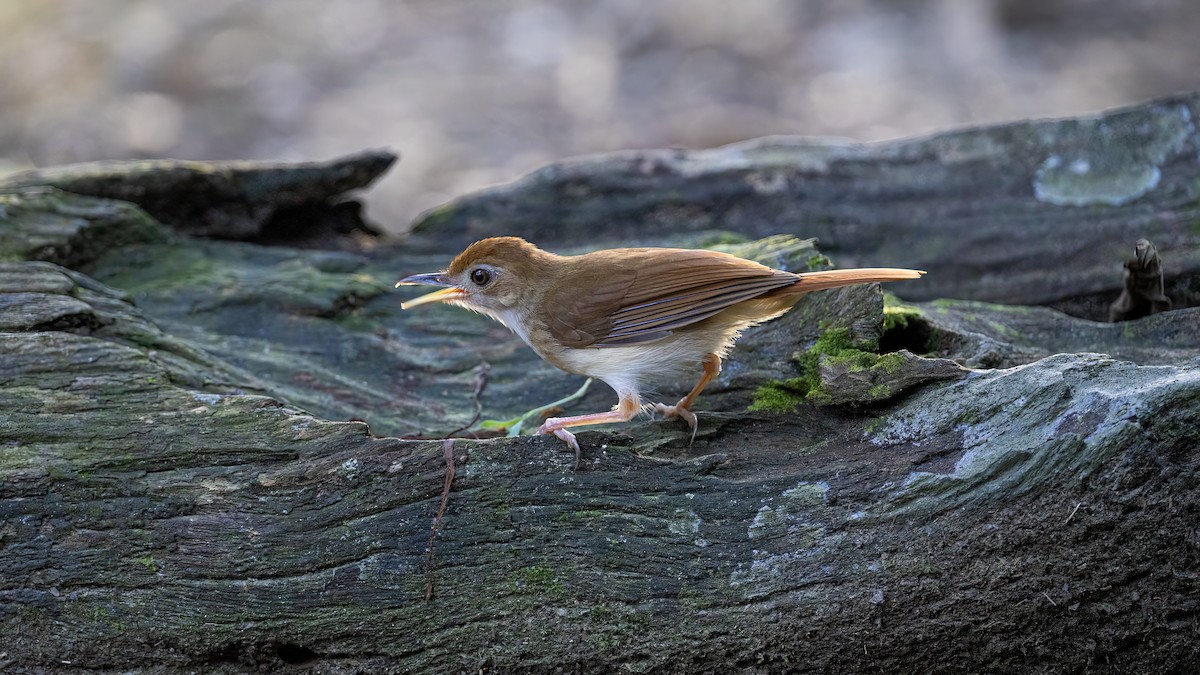 Ferruginous Babbler - ML637487474