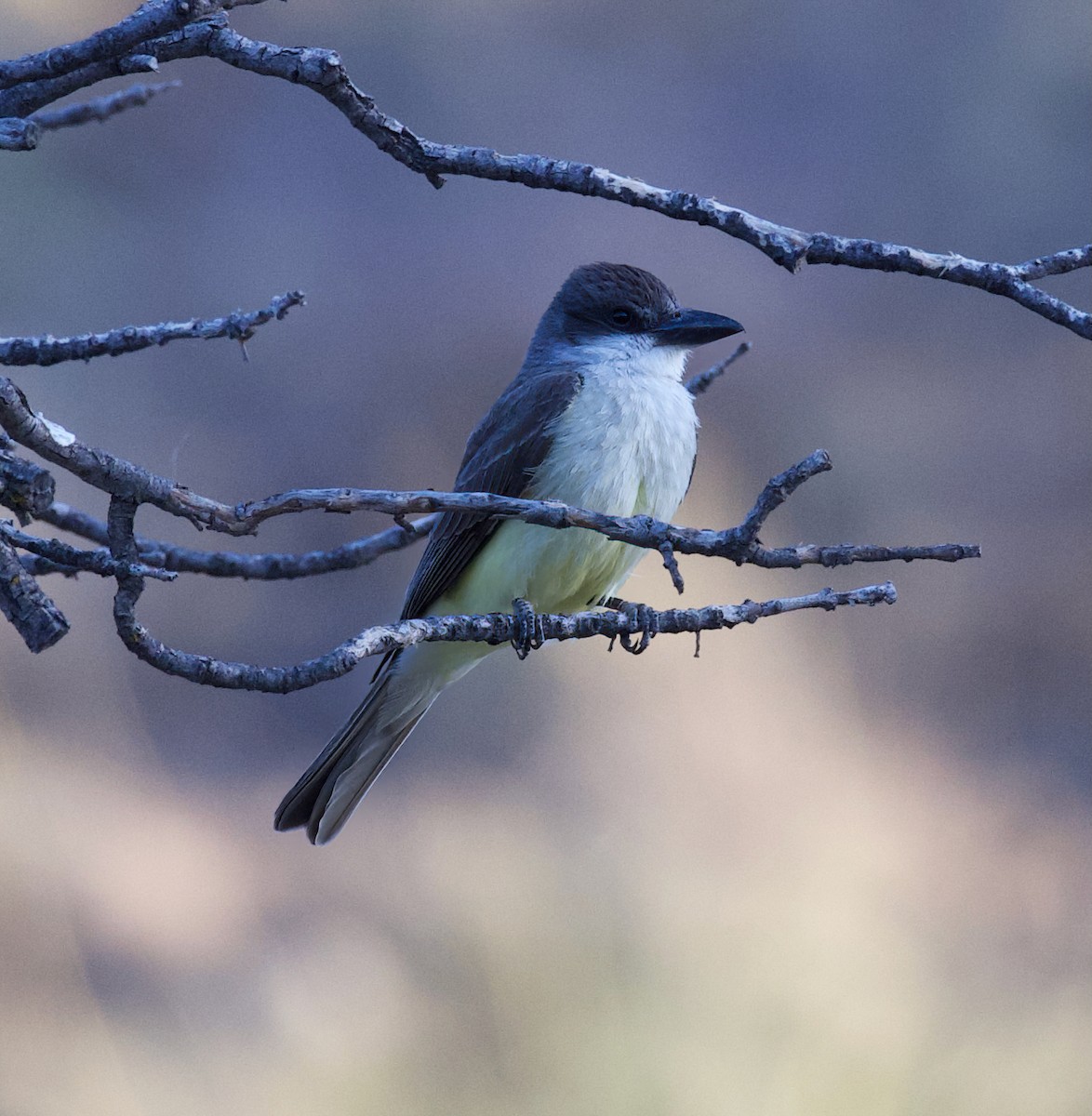 Thick-billed Kingbird - ML637487475