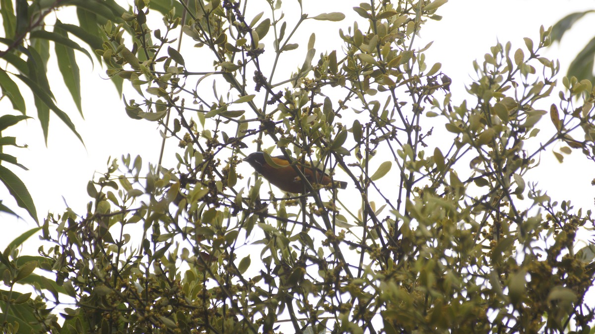 Elegant Euphonia - ML637487477
