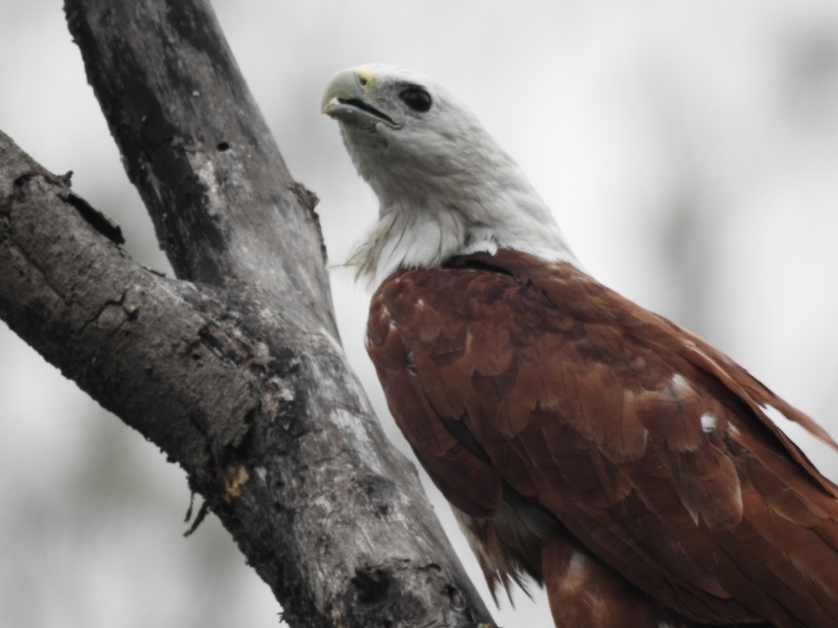 Brahminy Kite - ML637487538