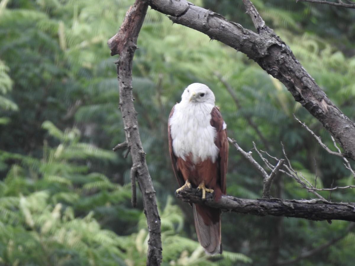 Brahminy Kite - ML637487539