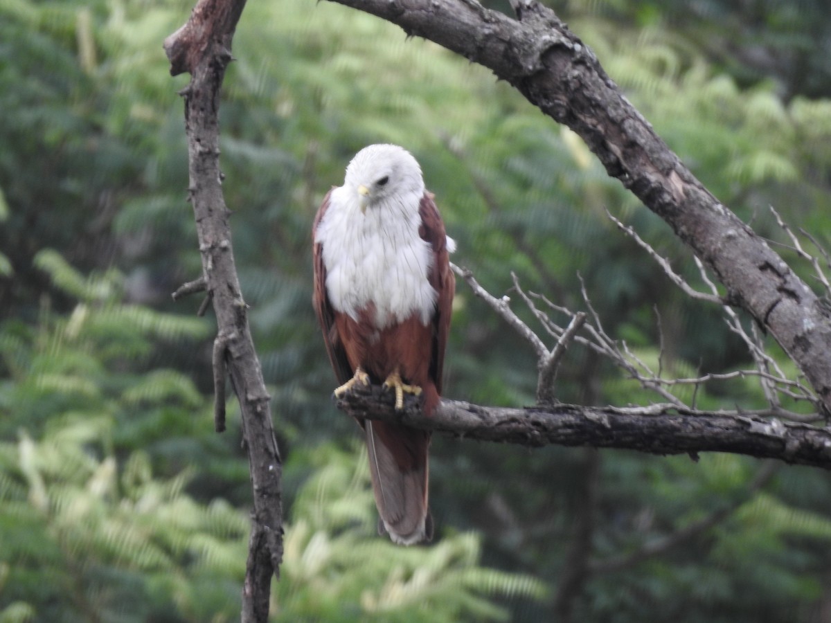 Brahminy Kite - ML637487542