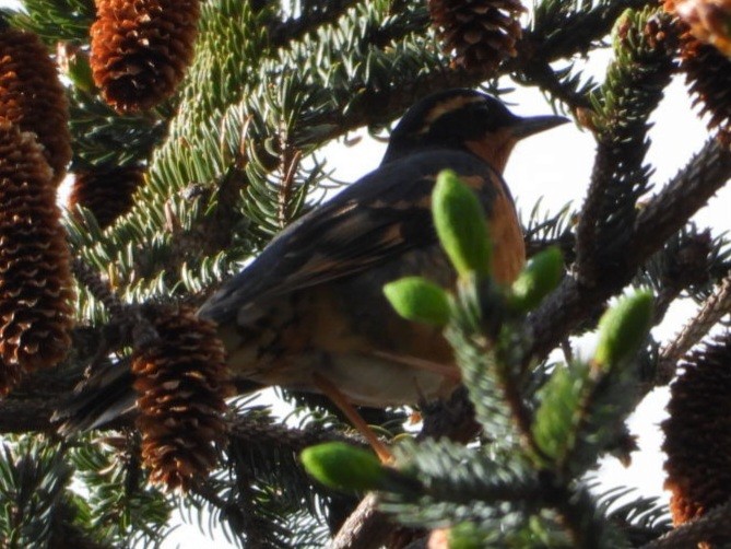 Varied Thrush - ML637487545