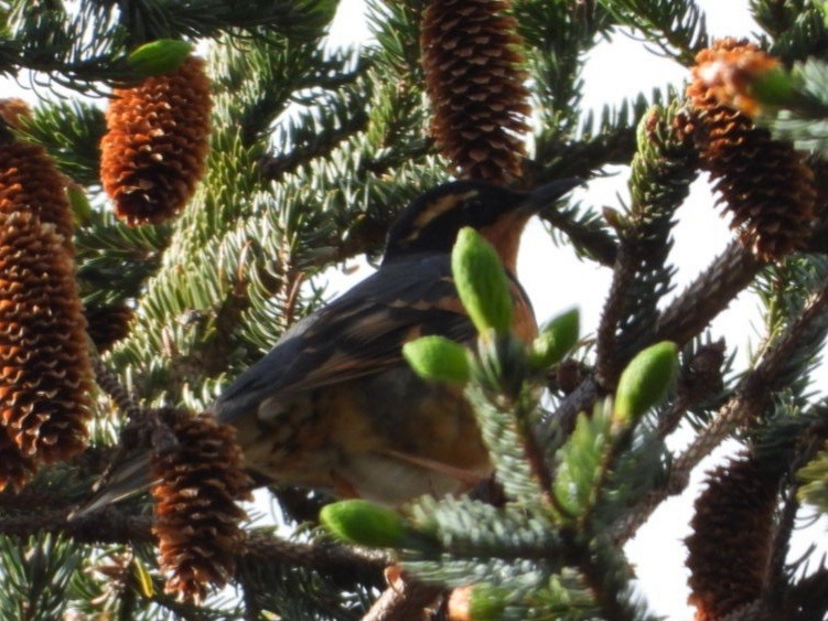 Varied Thrush - ML637487546
