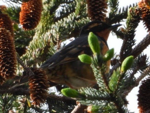 Varied Thrush - ML637487547