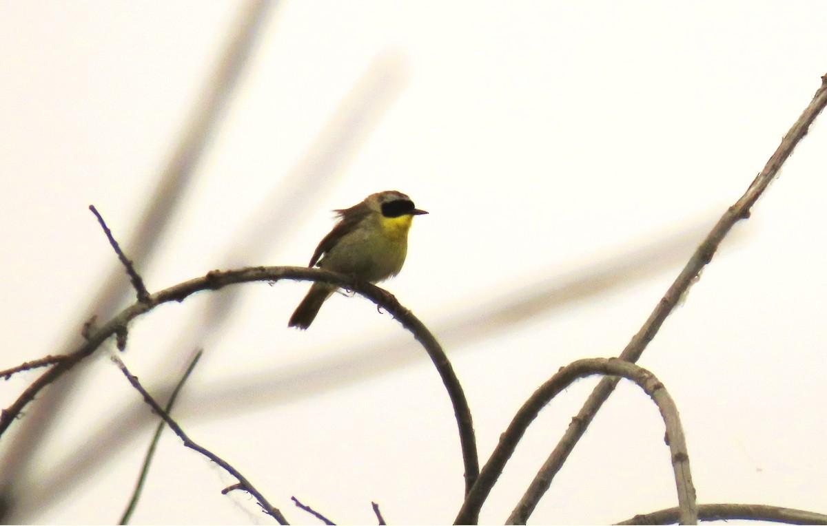 Common Yellowthroat - ML637487548