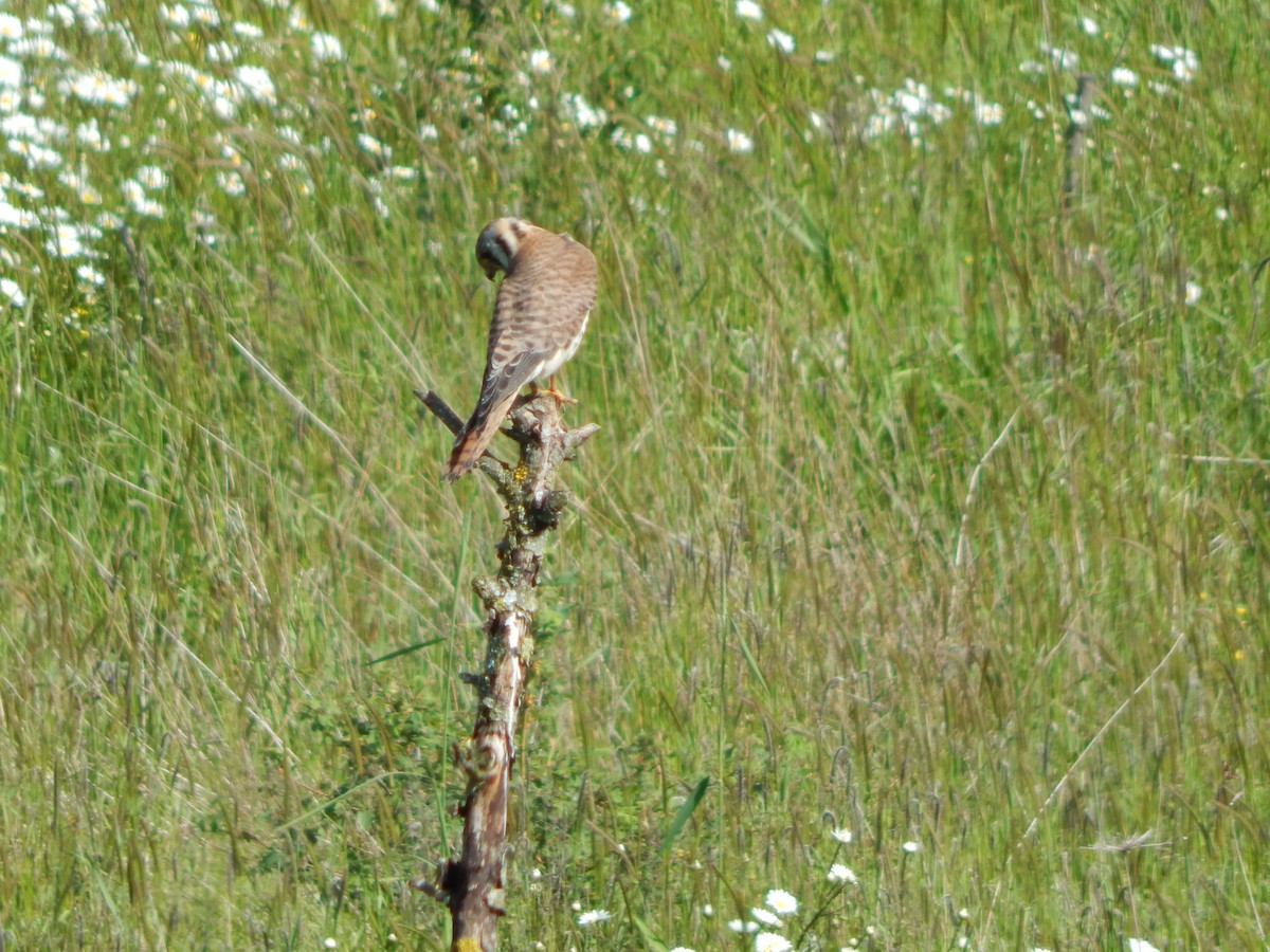 American Kestrel - ML637487552