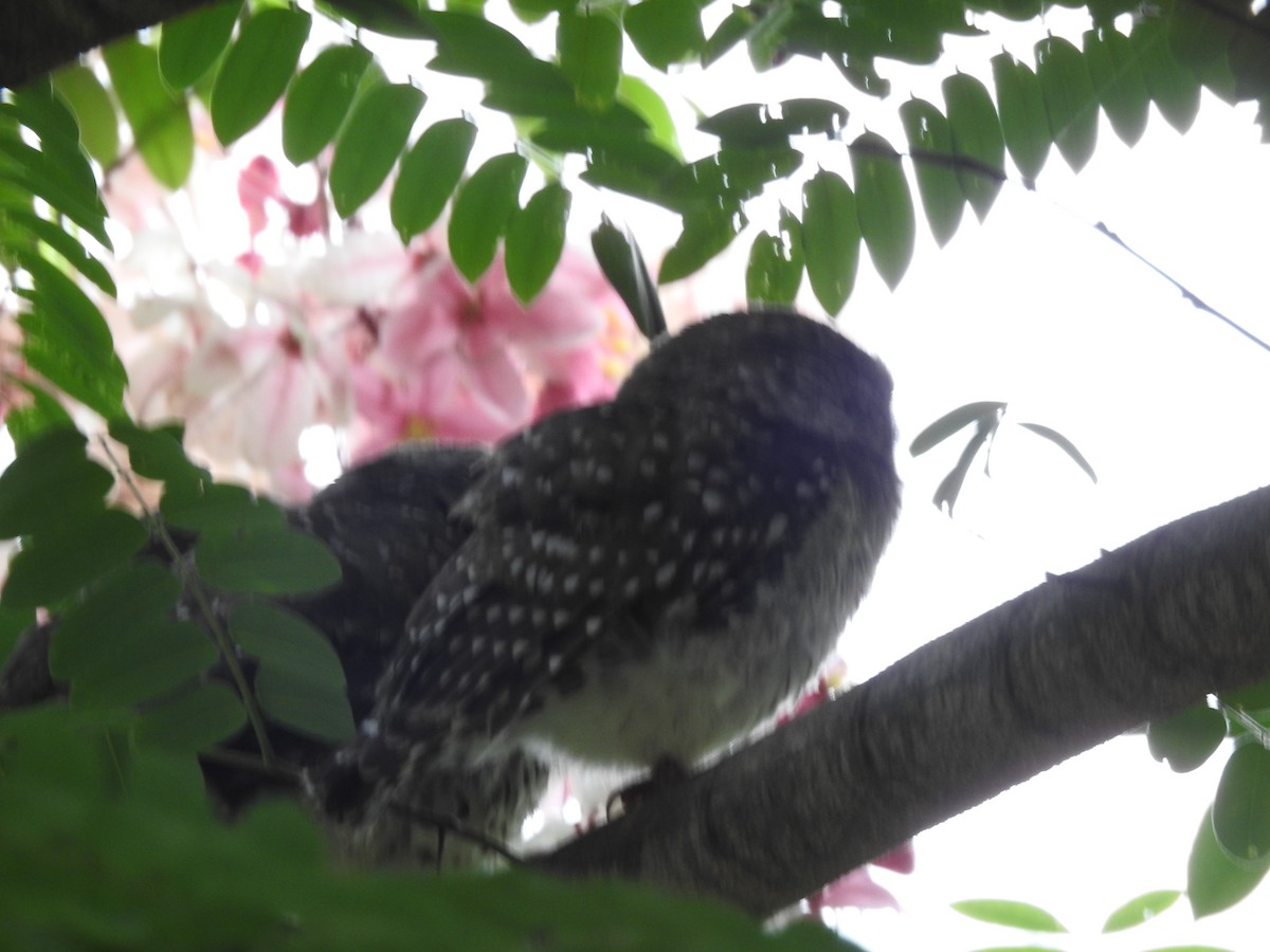 Spotted Owlet - ML637487553