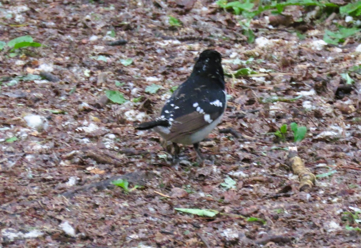 Rose-breasted Grosbeak - ML637487554