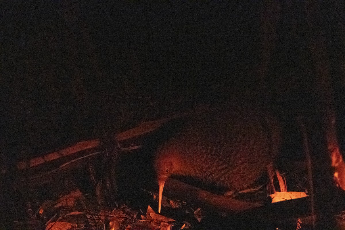 Little Spotted Kiwi - ML637487556