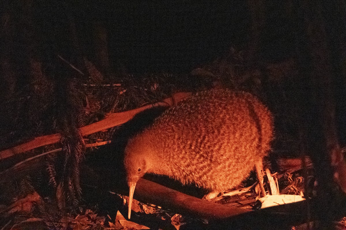 Little Spotted Kiwi - ML637487557