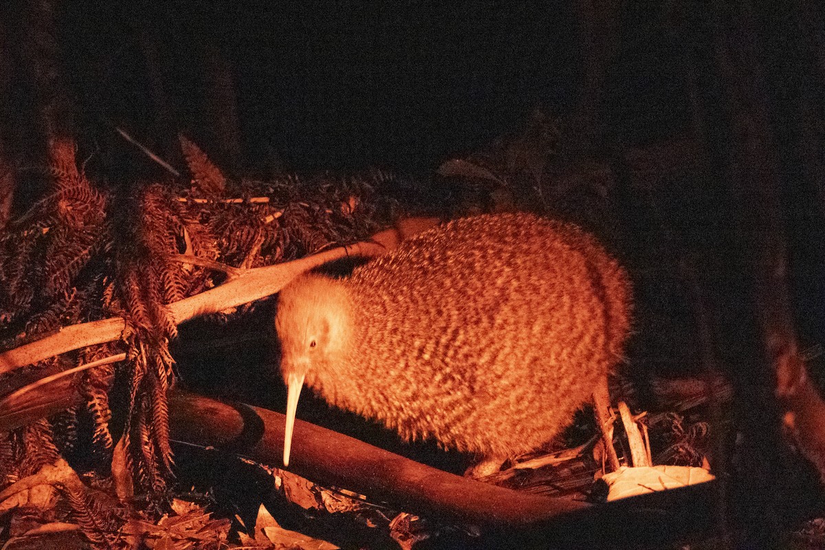 Little Spotted Kiwi - ML637487558