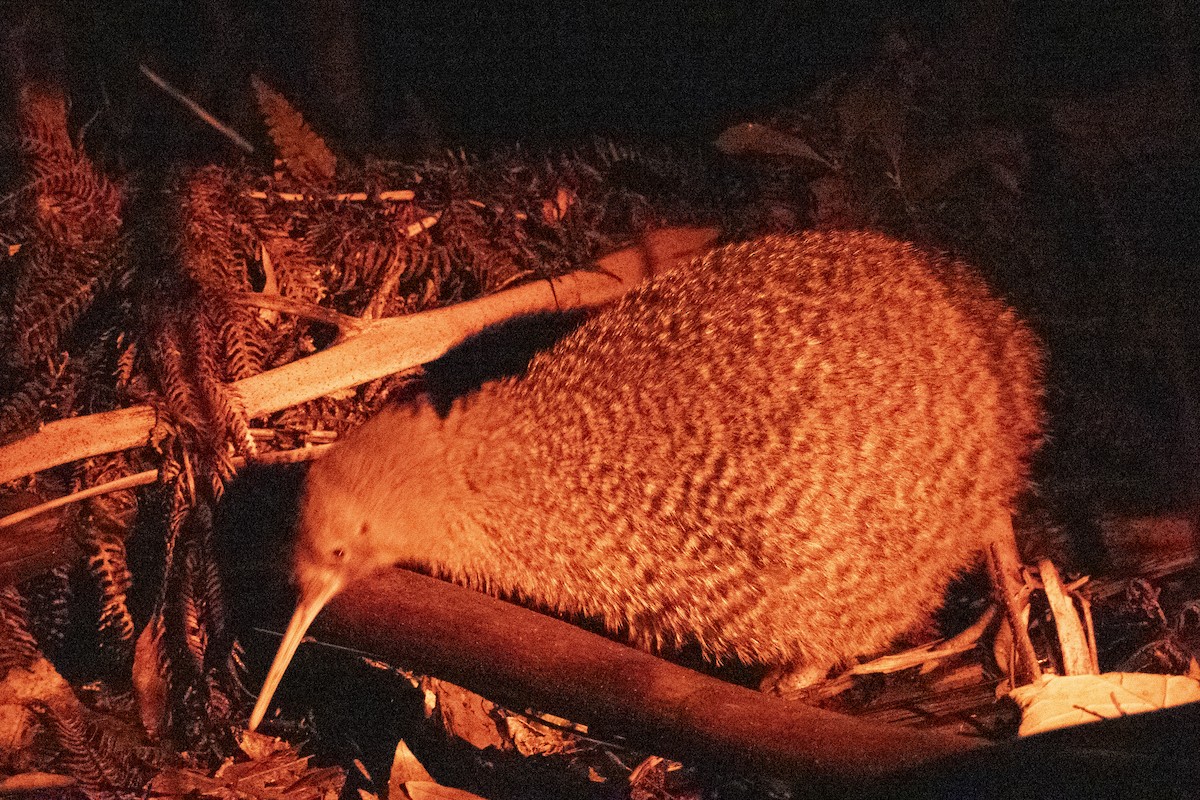 Little Spotted Kiwi - ML637487559