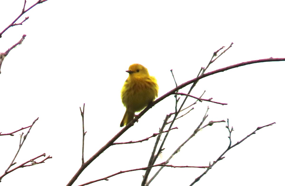 Yellow Warbler - ML637487560