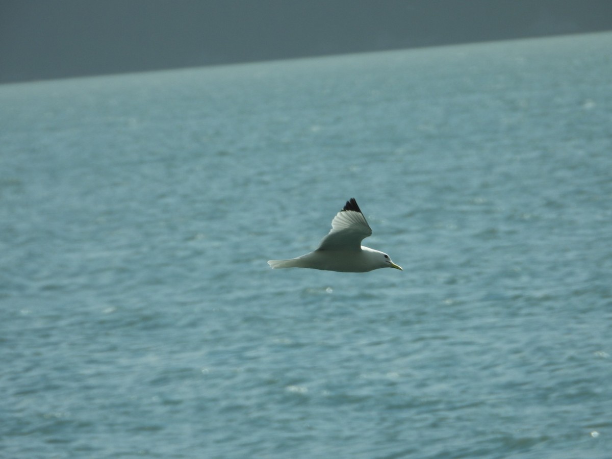 Black-legged Kittiwake - ML637487563