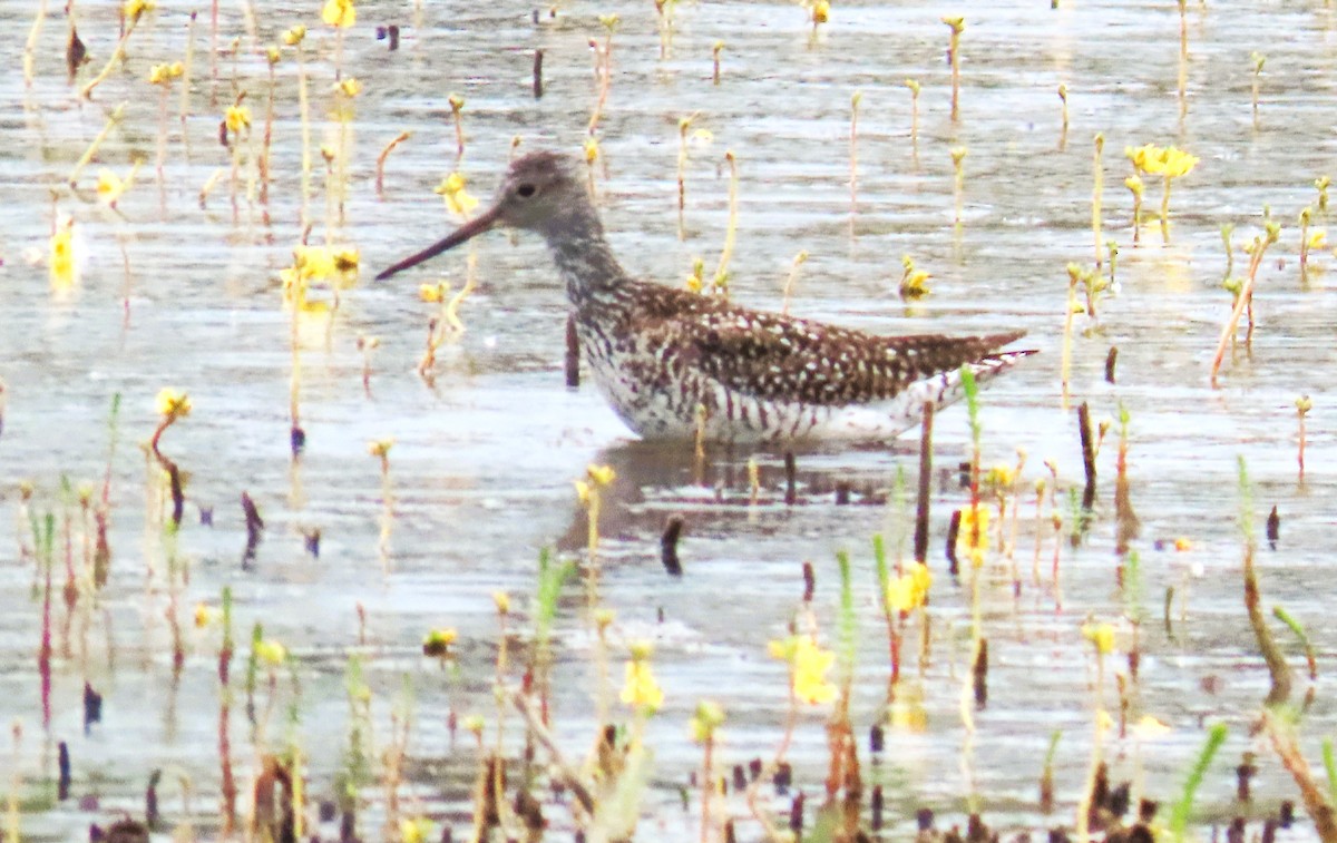 Greater Yellowlegs - ML637487571