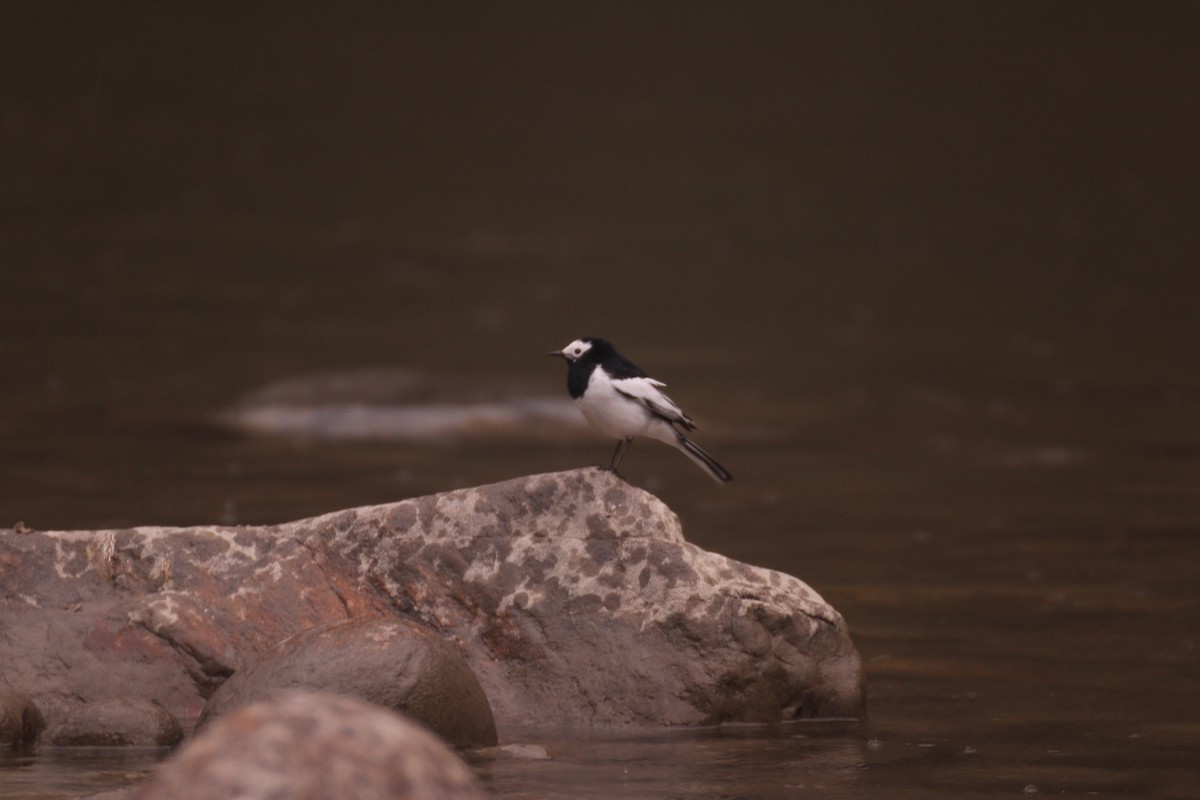 White-browed Wagtail - ML637487572