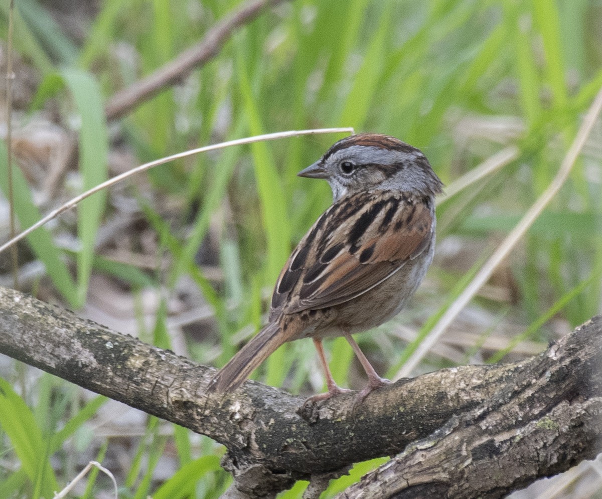 Swamp Sparrow - ML637487573